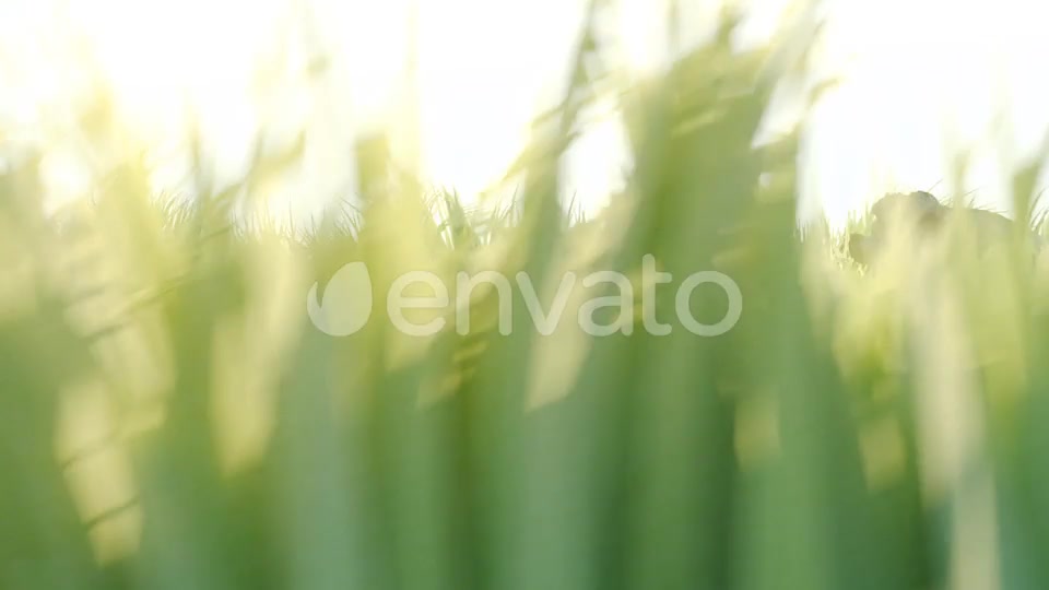 Nature Logo Reveal Videohive 22043566 After Effects Image 2