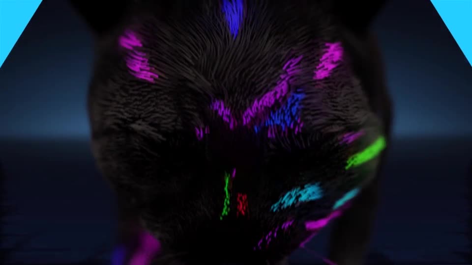 Neon Cats Logo Reveal Videohive 26778906 After Effects Image 1