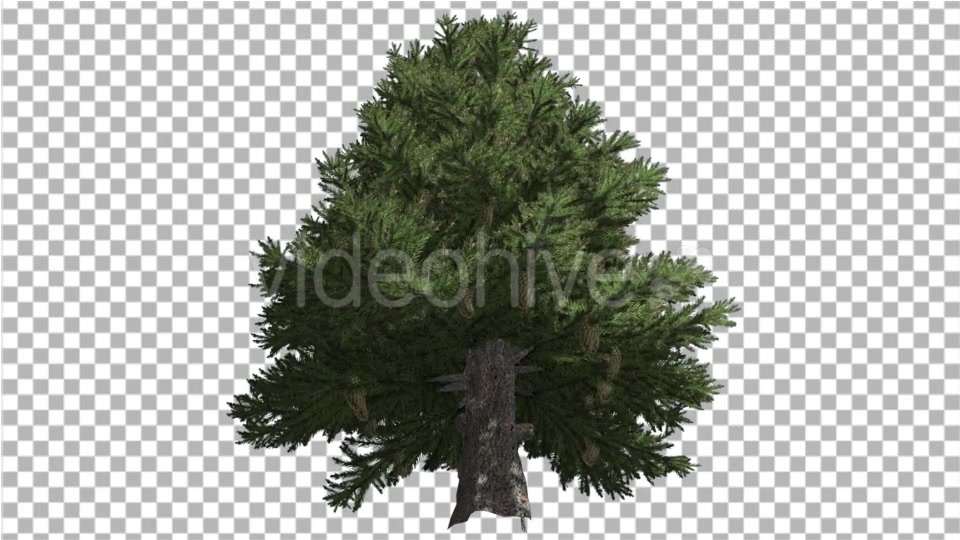 Norway Spruce Picea Abies Down Up Tall Branchy - Download Videohive 15109980