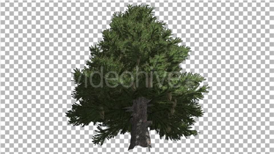Norway Spruce Picea Abies Down Up Tall Branchy - Download Videohive 15109980