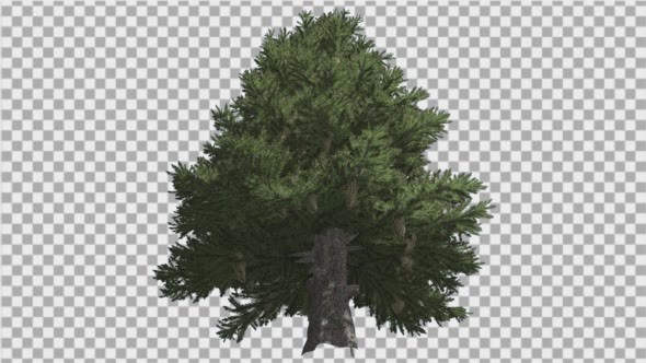 Norway Spruce Picea Abies Down Up Tall Branchy - Download Videohive 15109980