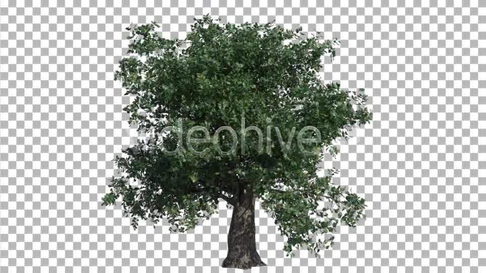 Oak Tree Videohive 4577434 Motion Graphics Image 10