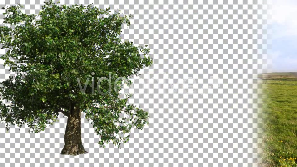 Oak Tree Videohive 4577434 Motion Graphics Image 5