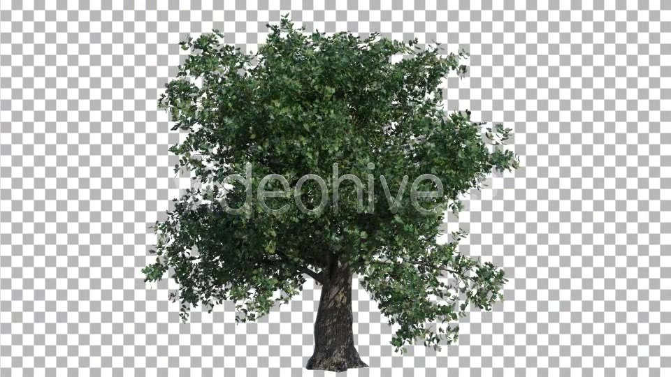 Oak Tree Videohive 4577434 Motion Graphics Image 6