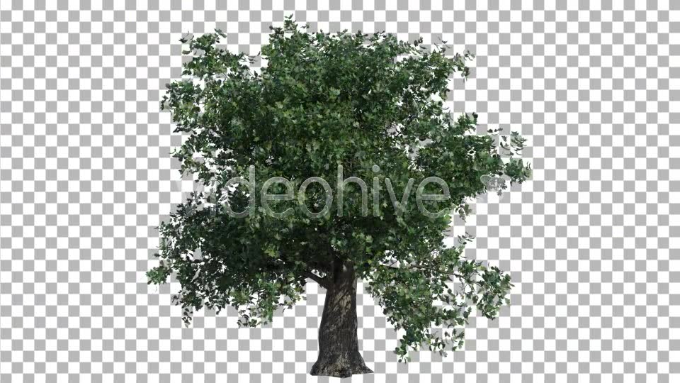 Oak Tree Videohive 4577434 Motion Graphics Image 7