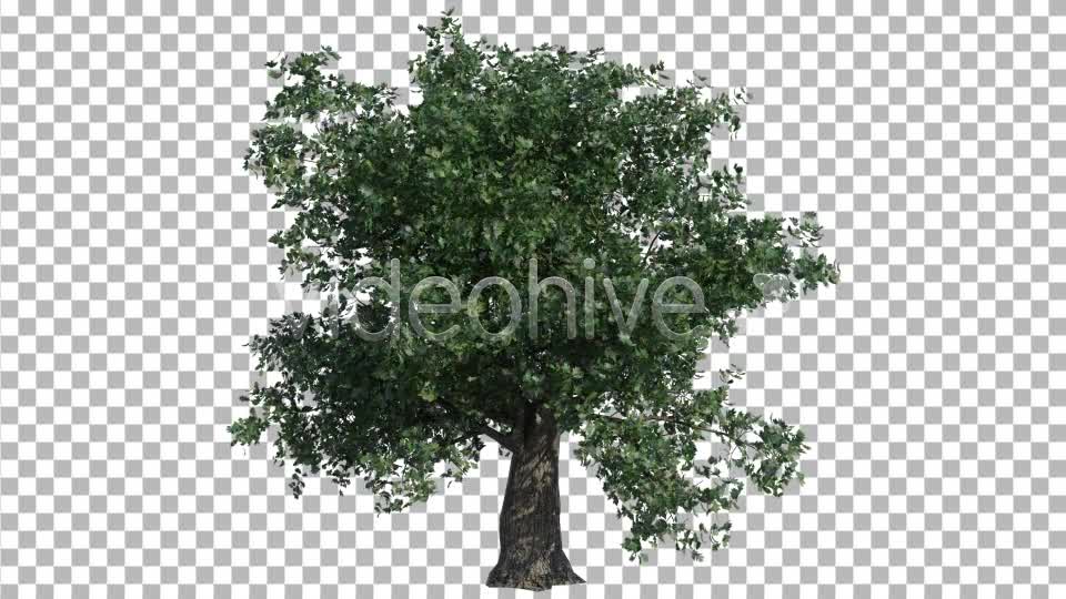 Oak Tree Videohive 4577434 Motion Graphics Image 8