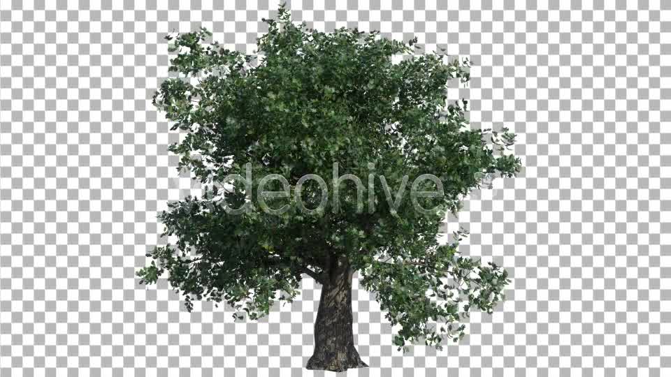 Oak Tree Videohive 4577434 Motion Graphics Image 9