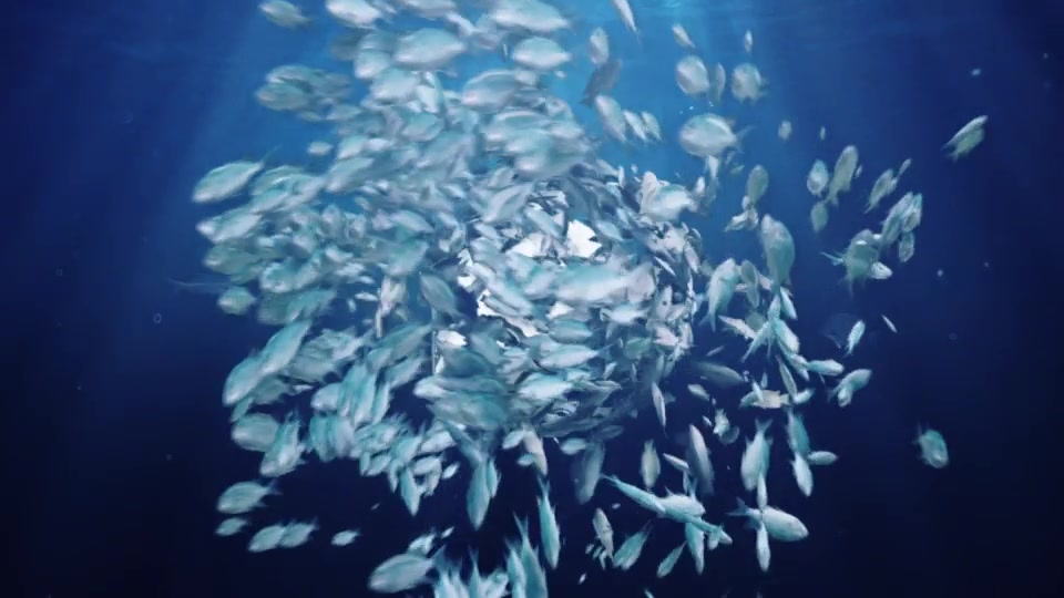Ocean/ Blue Sea Eco Fish Logo Videohive 31351639 After Effects Image 10
