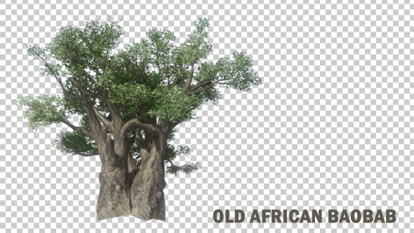 Old African Baobab - Download Videohive 19600364