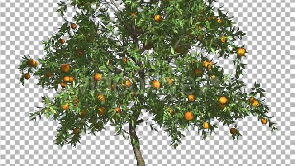 Orange Thin Tree With Fruits Cut of Chroma Key - Download Videohive 13509794