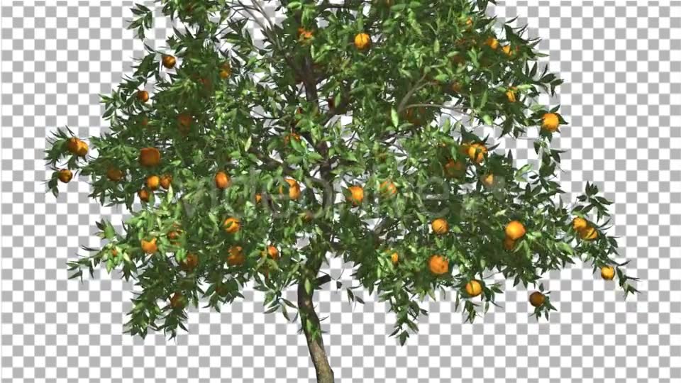 Orange Thin Tree With Fruits Cut of Chroma Key - Download Videohive 13509794