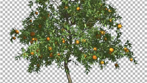 Orange Thin Tree With Fruits Cut of Chroma Key - Download Videohive 13509794