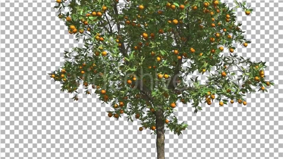 Orange Thin Tree With Fruits Cut of Chroma Key - Download Videohive 13510319