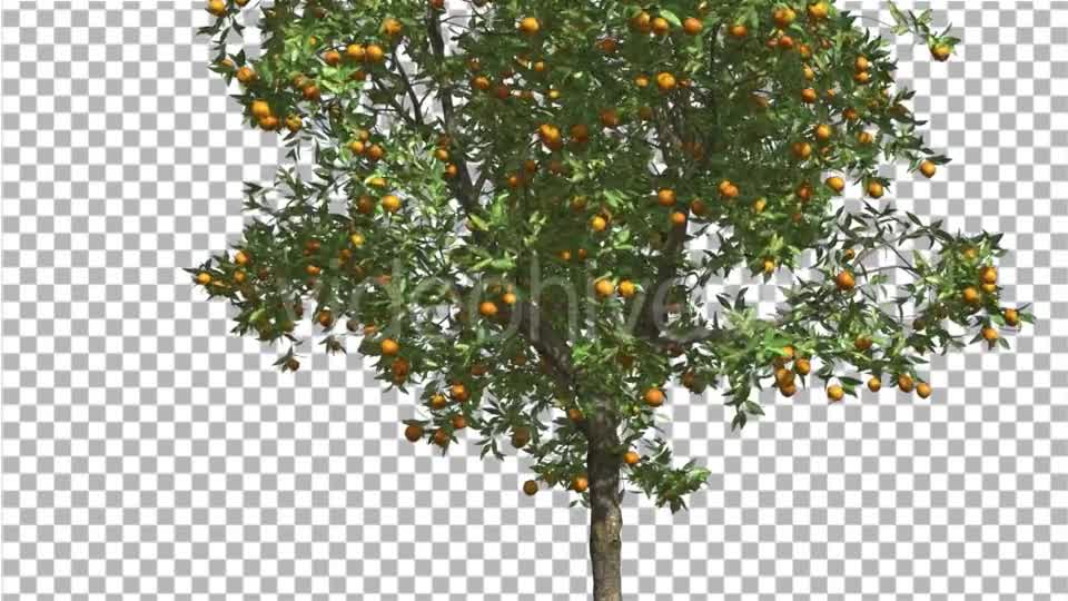 Orange Thin Tree With Fruits Cut of Chroma Key - Download Videohive 13510319