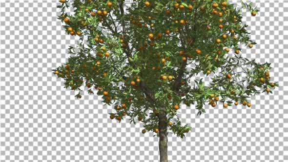 Orange Thin Tree With Fruits Cut of Chroma Key - Download Videohive 13510319