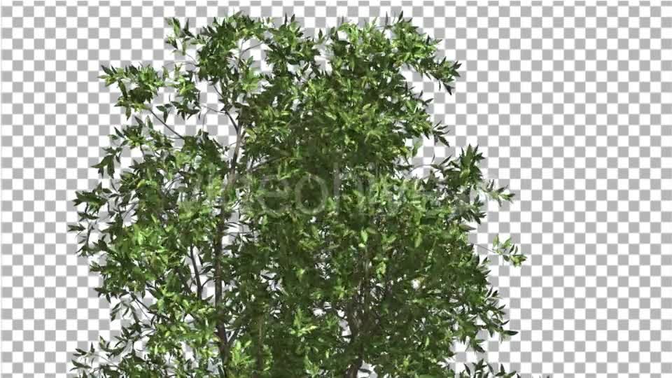 Orange Tree Crown Cut of Chroma Key Tree on Alfa - Download Videohive 13507606