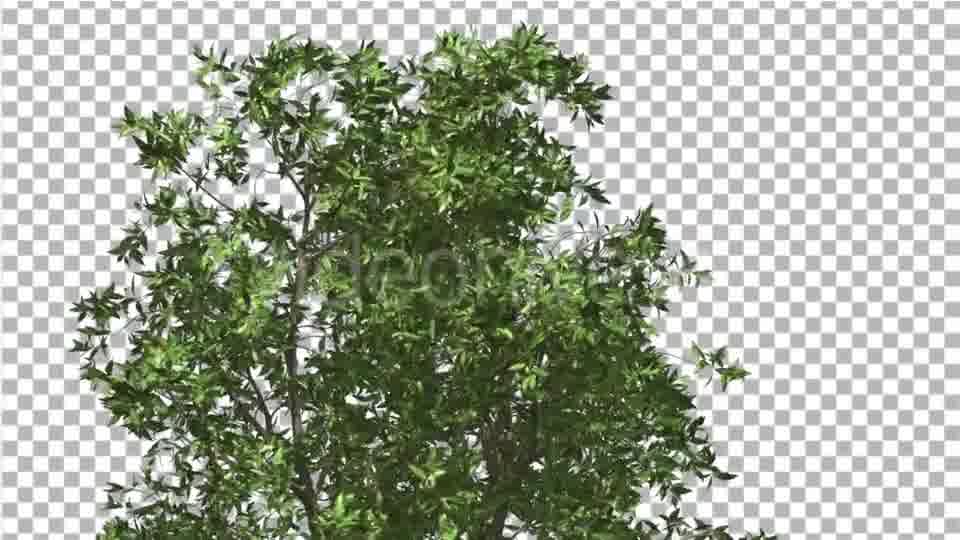 Orange Tree Crown Cut of Chroma Key Tree on Alfa - Download Videohive 13507606