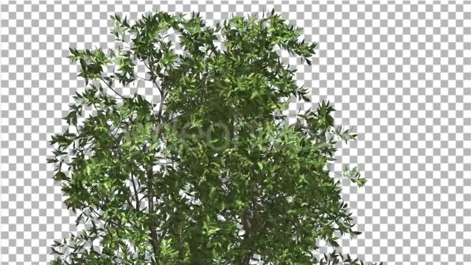 Orange Tree Crown Cut of Chroma Key Tree on Alfa - Download Videohive 13507606