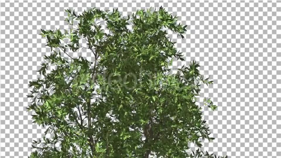 Orange Tree Crown Cut of Chroma Key Tree on Alfa - Download Videohive 13507606