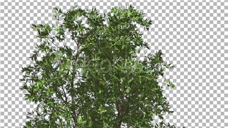 Orange Tree Crown Cut of Chroma Key Tree on Alfa - Download Videohive 13507606