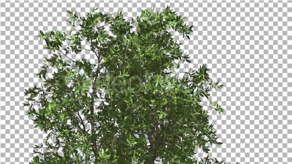 Orange Tree Crown Cut of Chroma Key Tree on Alfa - Download Videohive 13507606