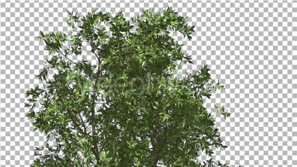 Orange Tree Crown Cut of Chroma Key Tree on Alfa - Download Videohive 13507606