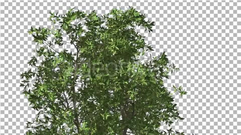 Orange Tree Crown Cut of Chroma Key Tree on Alfa - Download Videohive 13507606