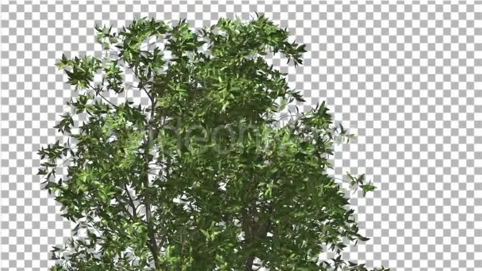 Orange Tree Crown Cut of Chroma Key Tree on Alfa - Download Videohive 13507606