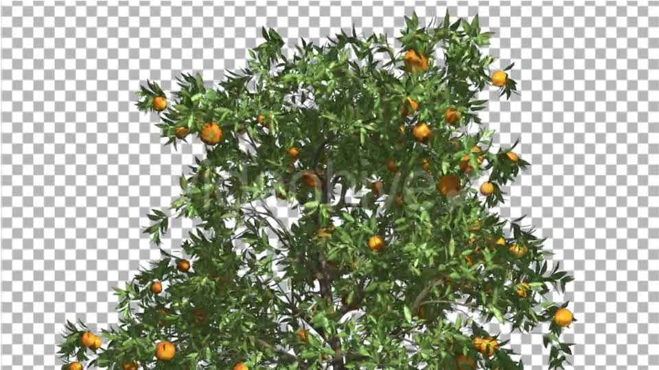 Orange Tree Fruits Cut of Chroma Key Tree on Alfa - Download Videohive 13508158