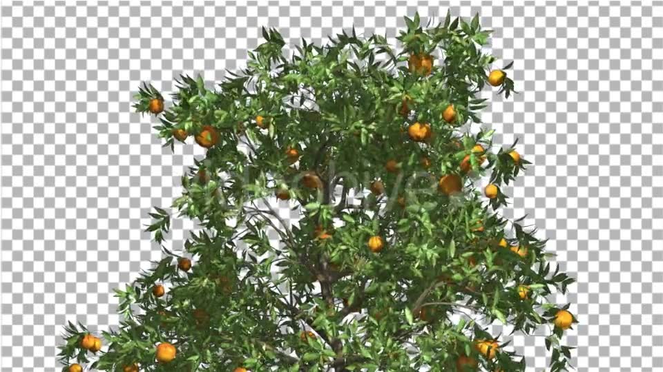 Orange Tree Fruits Cut of Chroma Key Tree on Alfa - Download Videohive 13508158