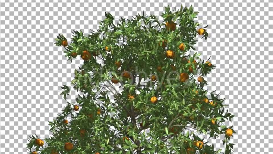 Orange Tree Fruits Cut of Chroma Key Tree on Alfa - Download Videohive 13508158