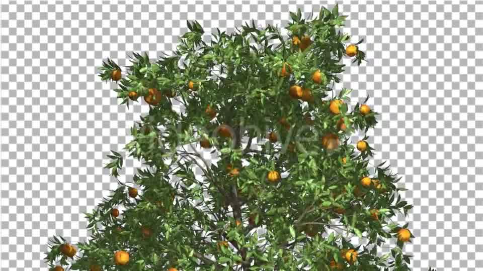 Orange Tree Fruits Cut of Chroma Key Tree on Alfa - Download Videohive 13508158