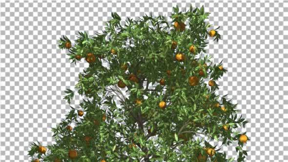 Orange Tree Fruits Cut of Chroma Key Tree on Alfa - Download Videohive 13508158