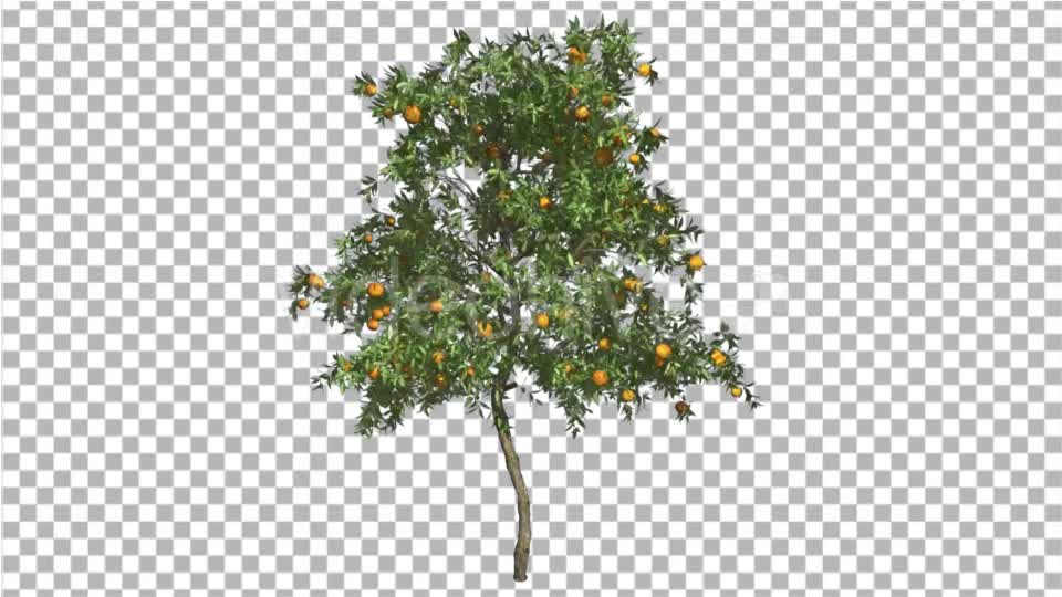 Orange Tree Fruits Small Thin Swaying Wind Green - Download Videohive 16838863