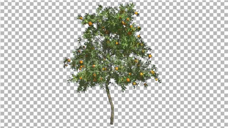 Orange Tree Fruits Small Thin Swaying Wind Green - Download Videohive 16838863