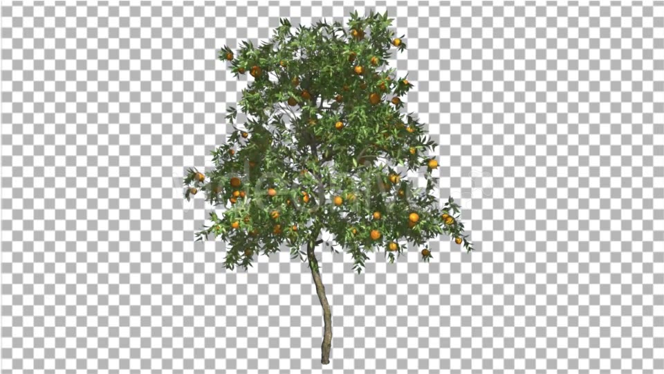 Orange Tree Fruits Small Thin Swaying Wind Green - Download Videohive 16838863