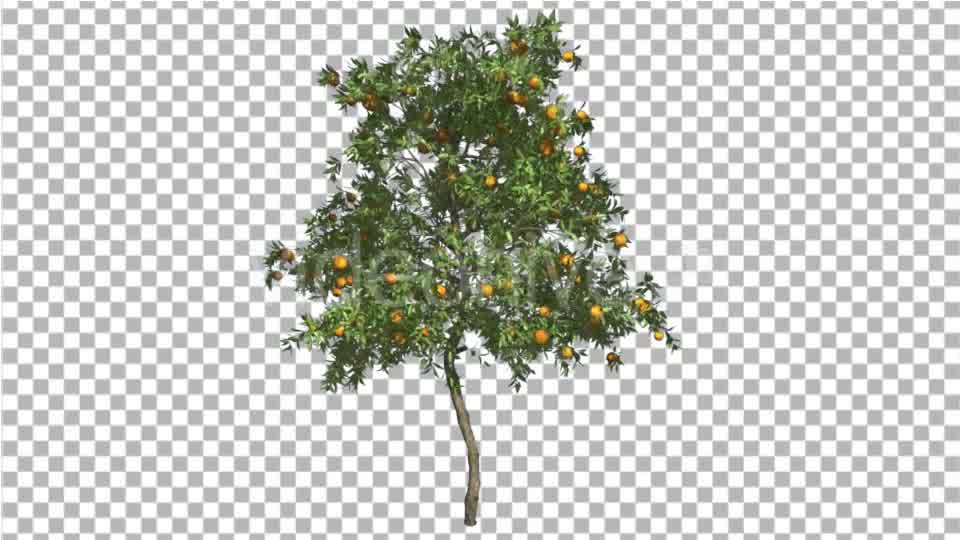 Orange Tree Fruits Small Thin Swaying Wind Green - Download Videohive 16838863