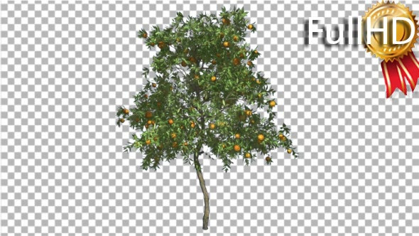 Orange Tree Fruits Small Thin Swaying Wind Green - Download Videohive 16838863