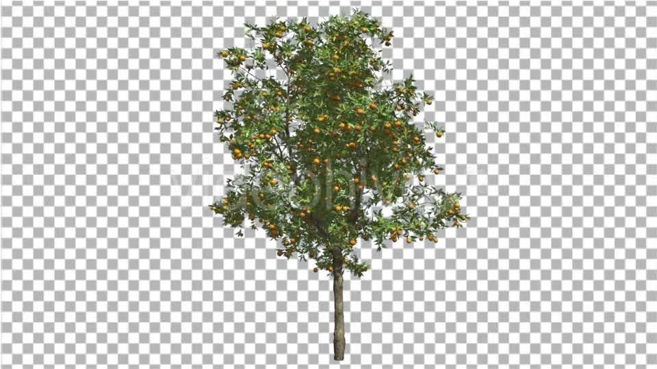 Orange Tree Fruits Small Thin Tree Cut of Chroma - Download Videohive 13511278