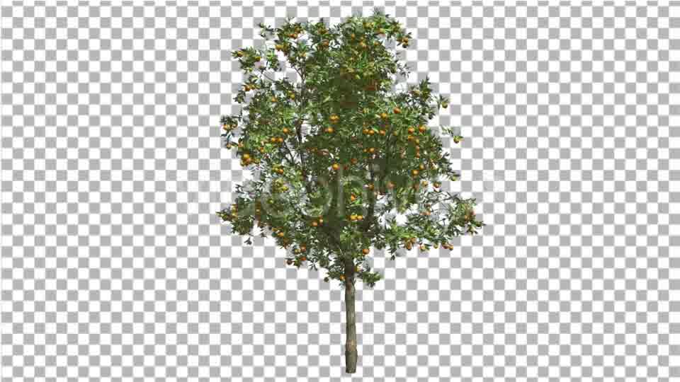Orange Tree Fruits Small Thin Tree Cut of Chroma - Download Videohive 13511278