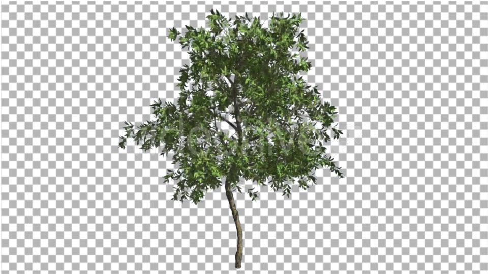 Orange Tree Small Thin Tree Swaying at the Wind - Download Videohive 16854068
