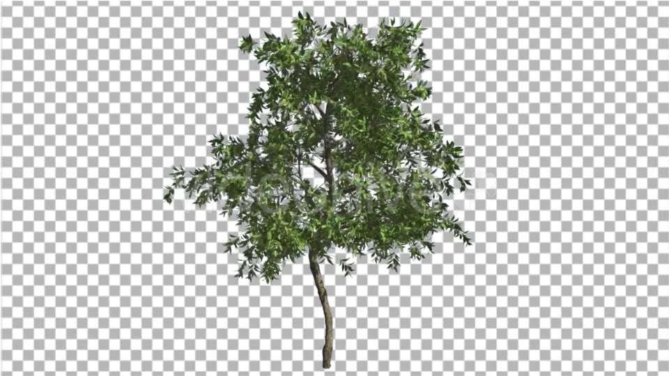 Orange Tree Small Thin Tree Swaying at the Wind - Download Videohive 16854068