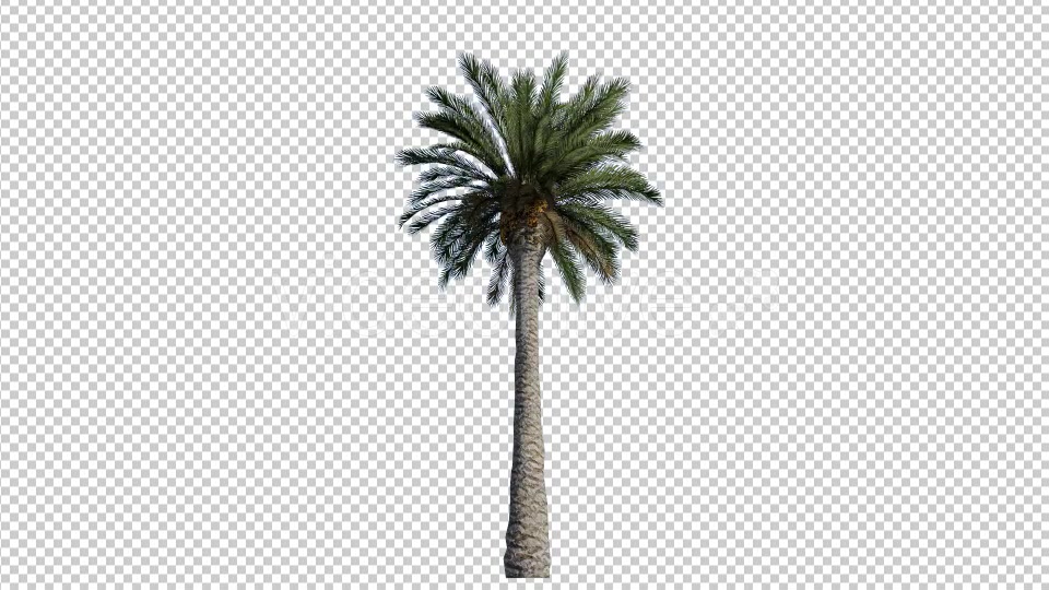 Palm Tree 2 - Download Videohive 17830961