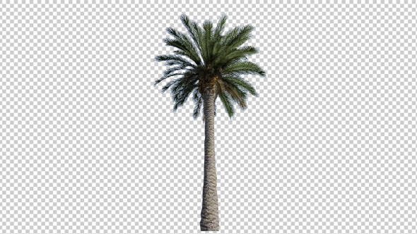 Palm Tree 2 - Download Videohive 17830961