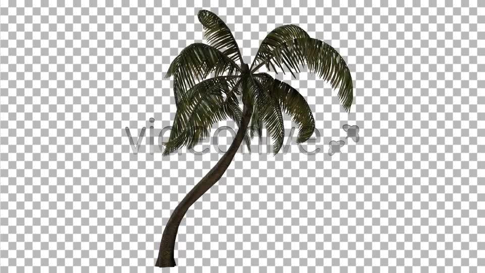 Palm Tree Videohive 3382734 Motion Graphics Image 1