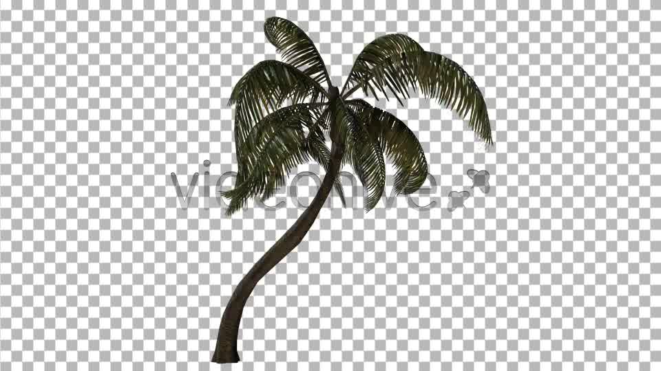 Palm Tree Videohive 3382734 Motion Graphics Image 10
