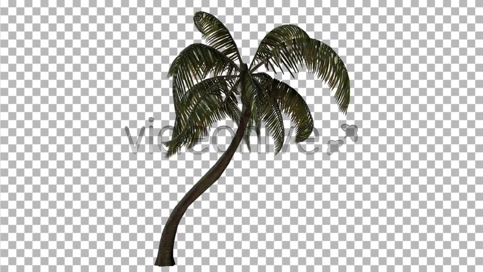 Palm Tree Videohive 3382734 Motion Graphics Image 4