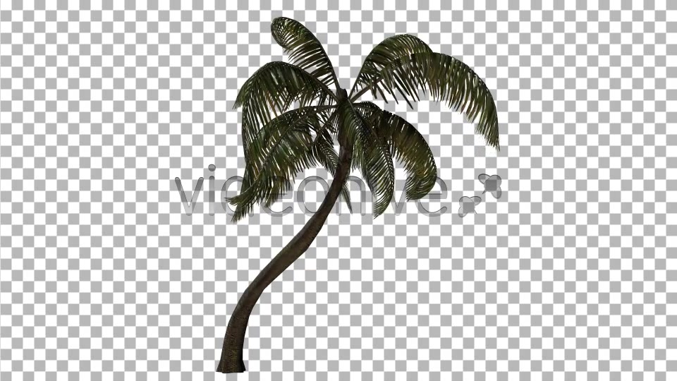 Palm Tree Videohive 3382734 Motion Graphics Image 5