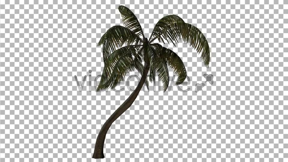 Palm Tree Videohive 3382734 Motion Graphics Image 6