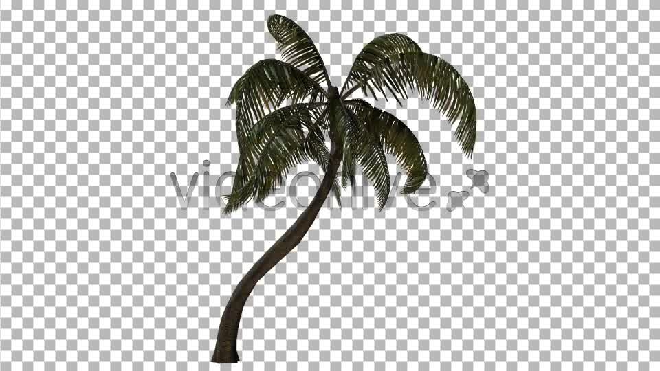 Palm Tree Videohive 3382734 Motion Graphics Image 9